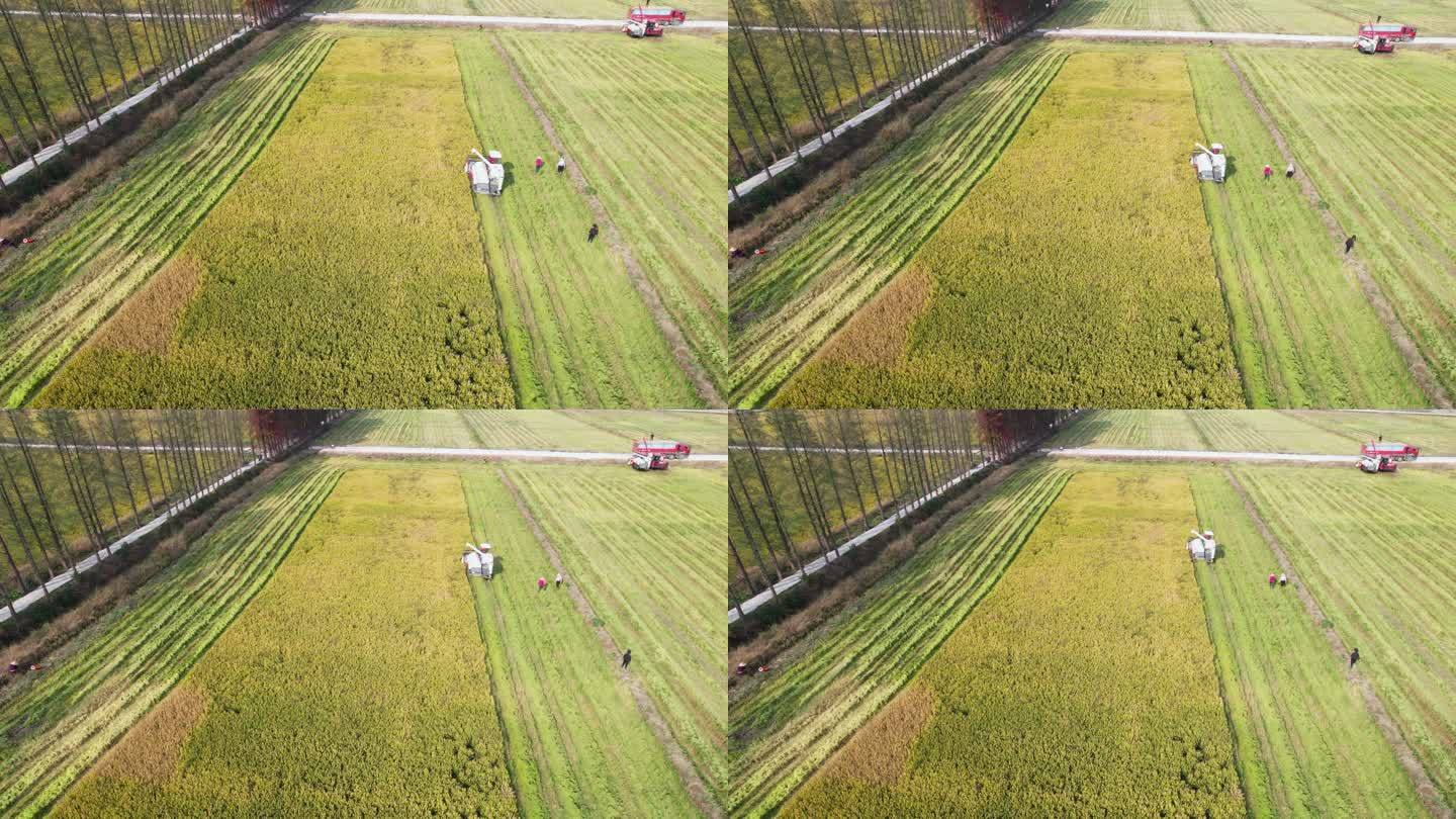 秋天丰收季节收割机在农田稻田收割水稻