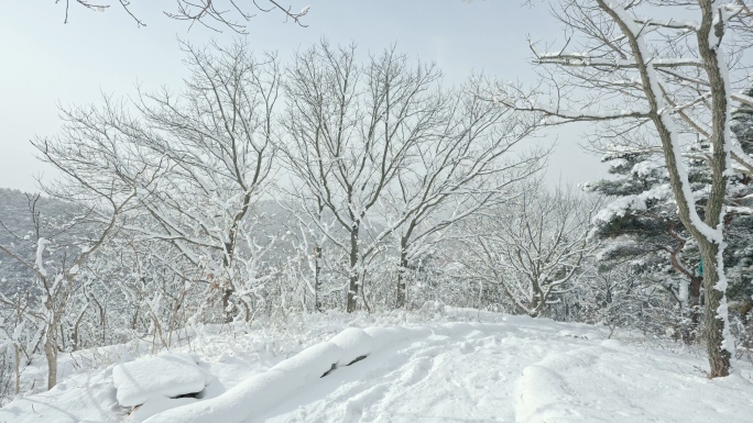 实拍冬季森林浪漫雪景自然风光