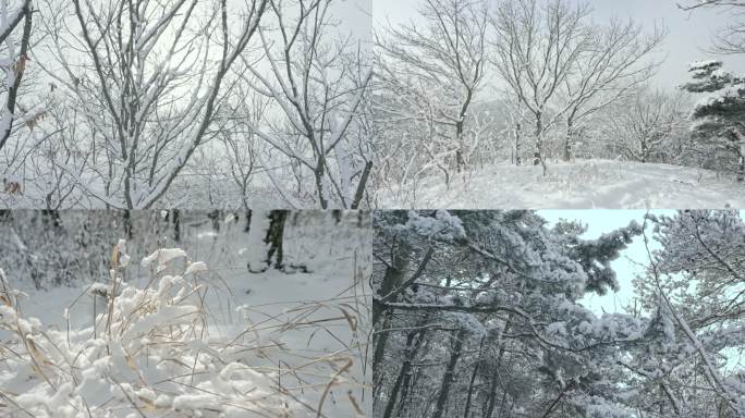 实拍冬季森林浪漫雪景自然风光