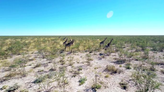 HELI长颈鹿在非洲大草原上奔跑