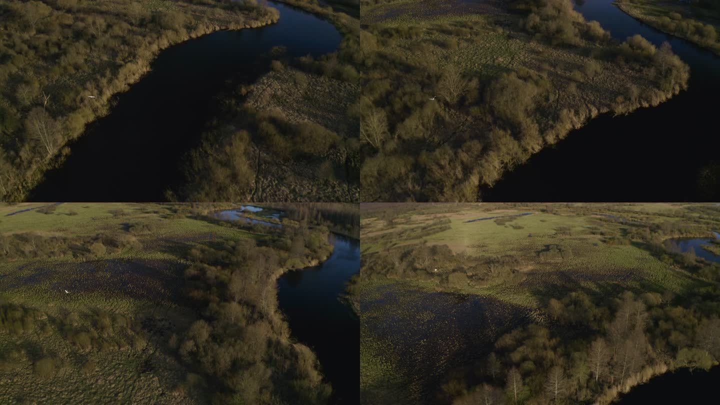 在别列济纳河上方飞翔的大白鹭（阿尔巴白鹭）。空中，白俄罗斯