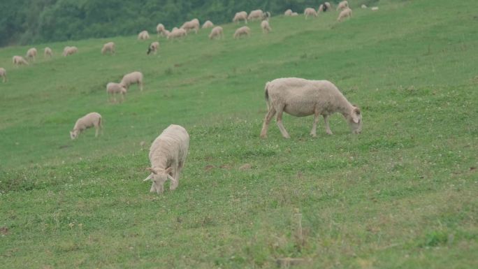 山区草地羊群畜牧业游牧