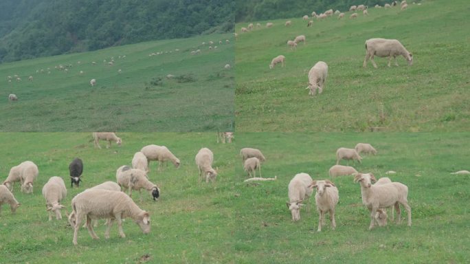 山区草地羊群畜牧业游牧
