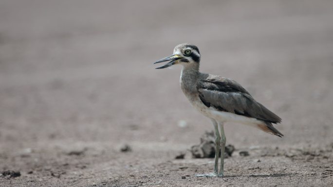 厚膝鸟：成年大厚膝或大石鹬（Esacus recuvirostris）。