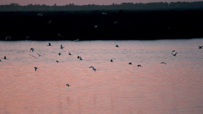 红树林湿地日出鸟飞-慢镜头
