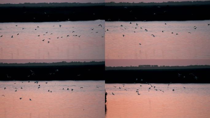 红树林湿地日出鸟飞-慢镜头