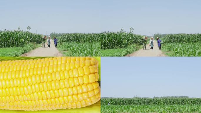 黄糯玉米产地
