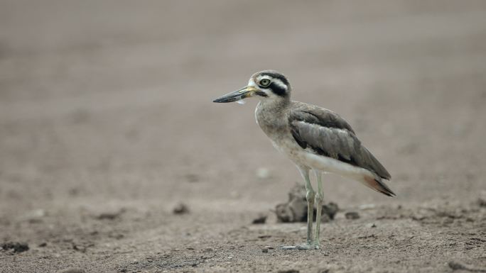 厚膝鸟：成年大厚膝或大石鹬（Esacus recuvirostris）。