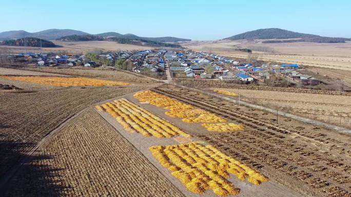 秋天铺满玉米的大地村庄