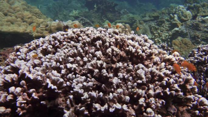 气候变化导致珊瑚礁白化