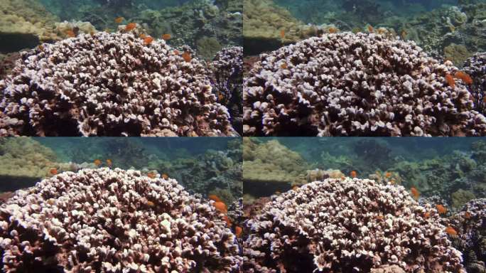 气候变化导致珊瑚礁白化