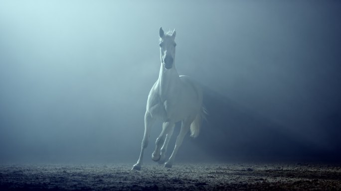 SLO MO晚上在竞技场小跑的白马
