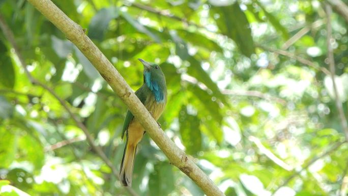 热带雨林中栖息在树上的蓝胡子食蜂鸟。