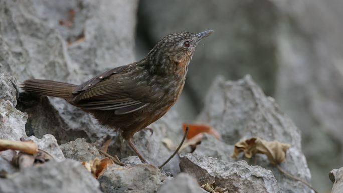 巴贝尔鸟：成年棕灰色石灰岩牙鲆（Turdinus calicola）