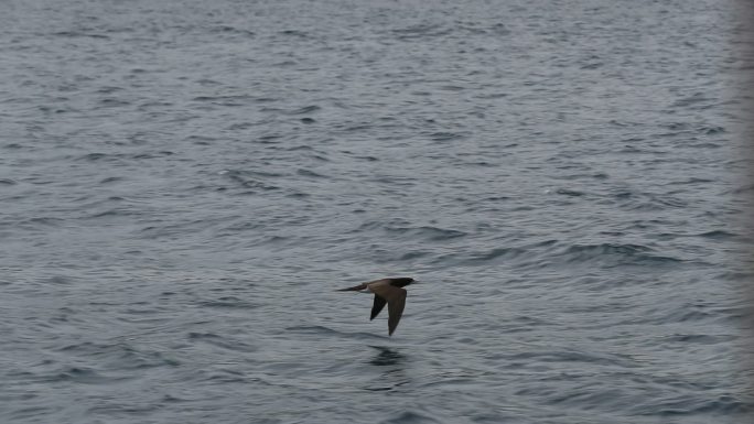 鸟儿飞得很低飞鸟飞行海浪