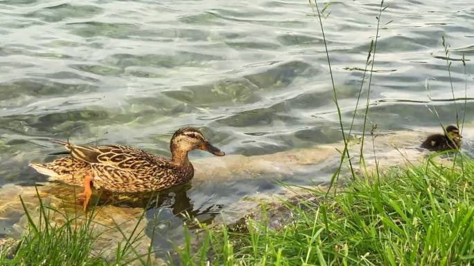 湖岸的母鸭及其后代离开水面