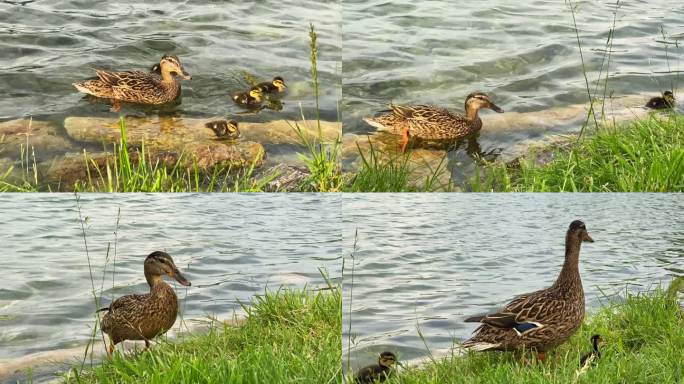 湖岸的母鸭及其后代离开水面