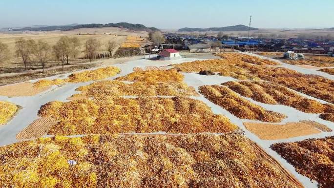 秋天铺满玉米的大地村庄