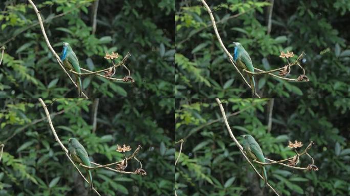 热带雨林中栖息在树上的蓝胡子食蜂鸟。