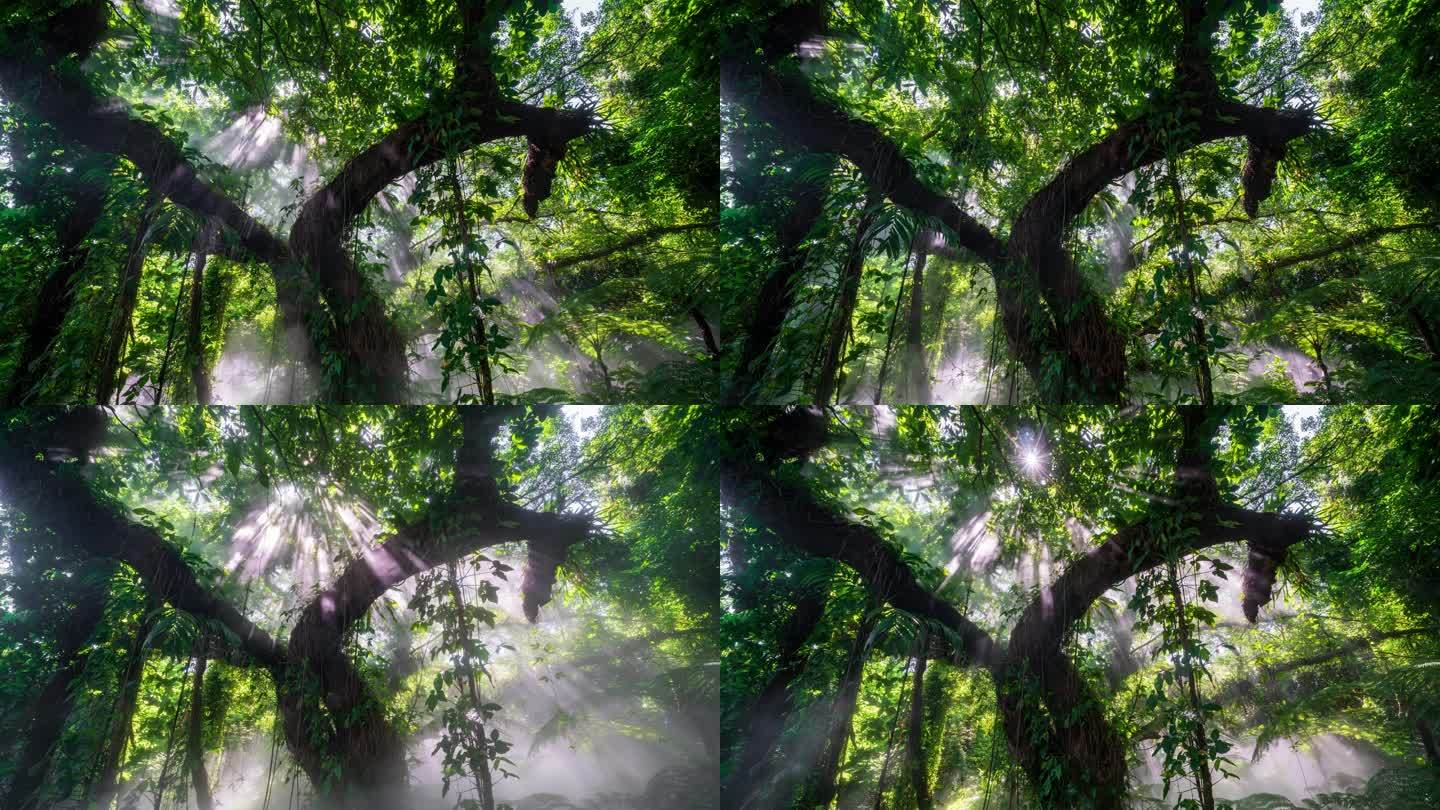 4K厦门植物园热带雨林光影延时