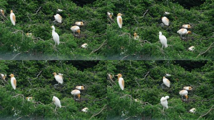 4K实拍树上的牛背鹭