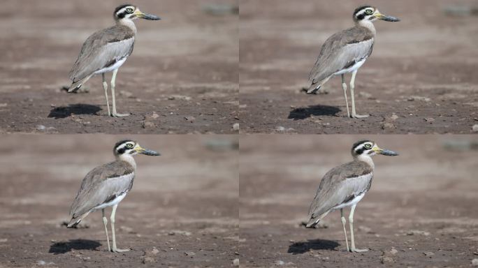 巨厚膝鹬：成年巨厚膝鸮或巨石鹬（Esacus recurvirostris）。