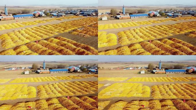秋天铺满玉米的大地村庄