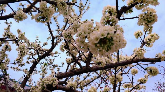 4K春季梨花盛开实景随拍