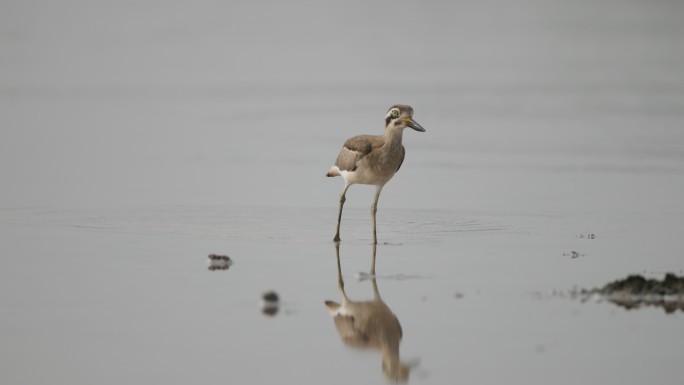 涉水鸟：成年大粗膝鹬或大石鹬（Esacus recurvirostris）