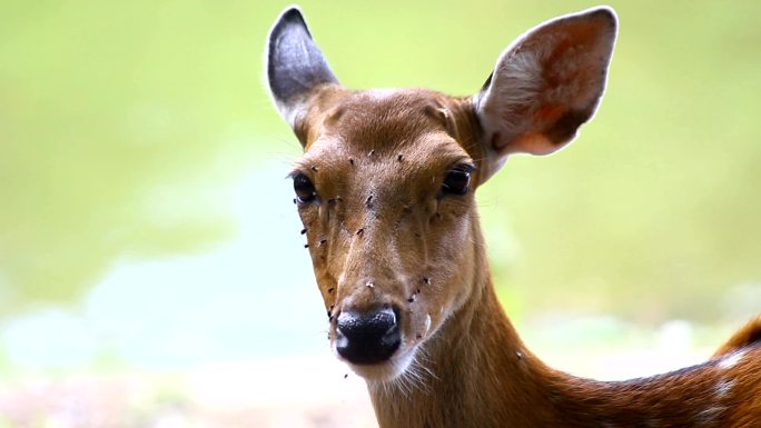 天然栖息地中的斑点鹿或石鳖（轴线）位于森林中的河流附近，野生动物