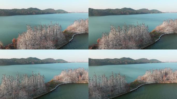 湖北武汉东湖落雁岛风景区秋季风光