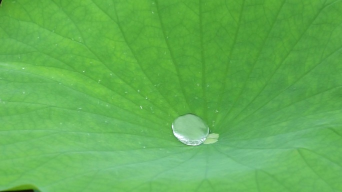 荷叶上的雨滴升格