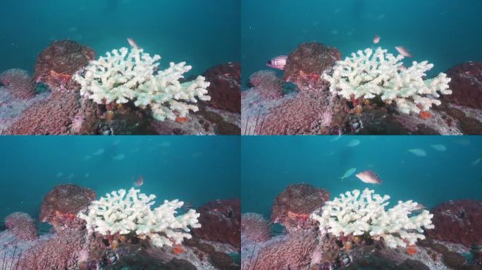 气候变化对珊瑚白化的影响