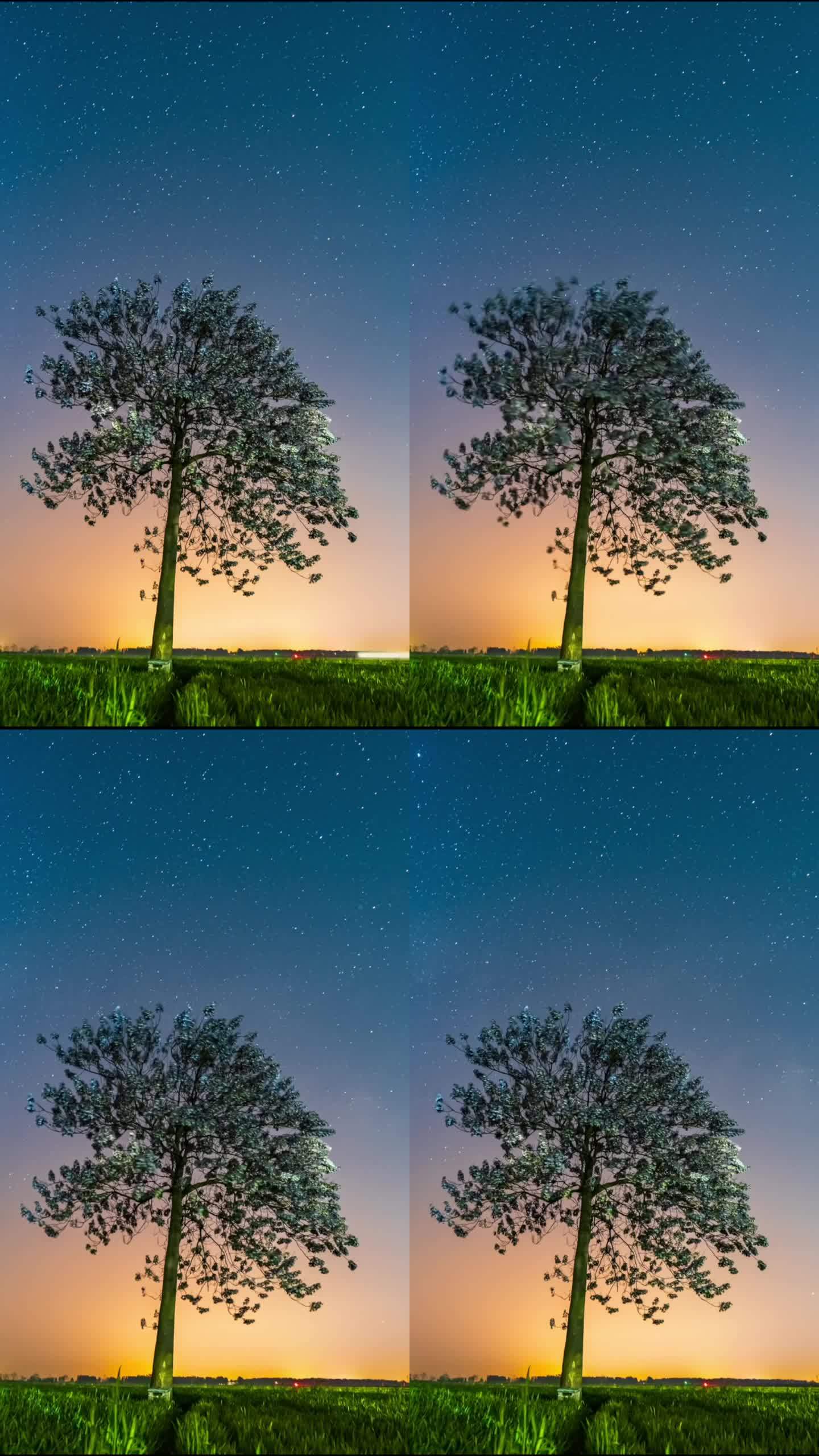 星空下的树延时摄影