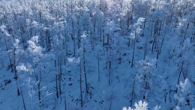 航拍大兴安岭冬季雪林