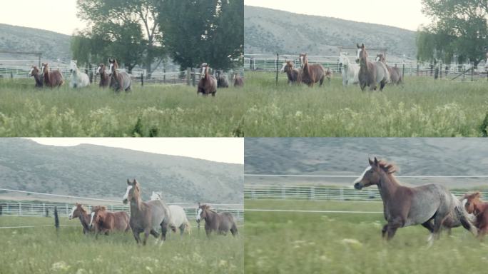 科罗拉多州西部荒野中，夏日黎明或黄昏时分，一群纯种四分之一马、种马和小马驹在绿草如茵的草地上奔跑