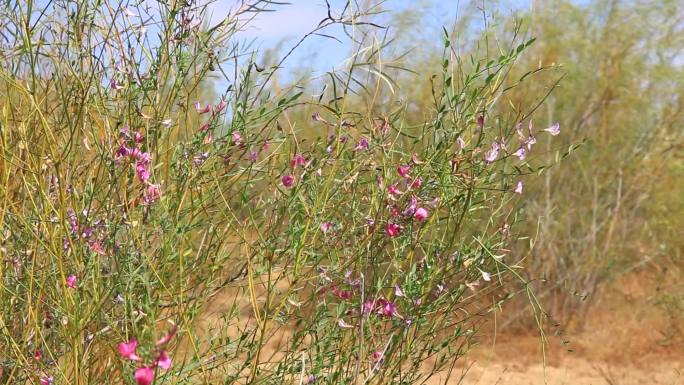 沙漠中种植的防风固沙植物柳苗生长茂盛