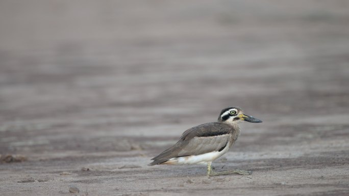 厚膝鸟：成年大厚膝或大石鹬（Esacus recuvirostris）。