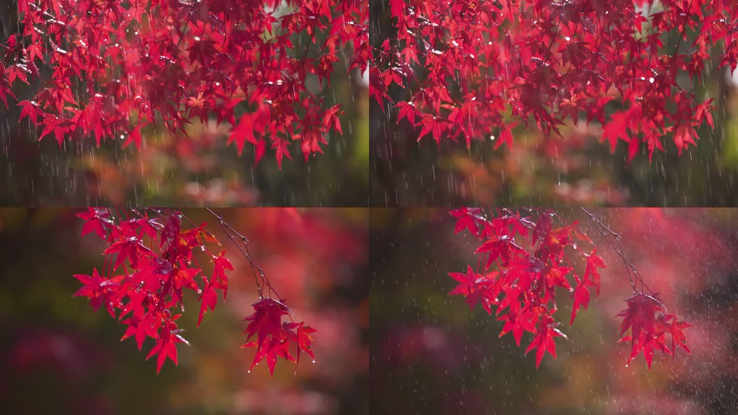 枫叶细雨