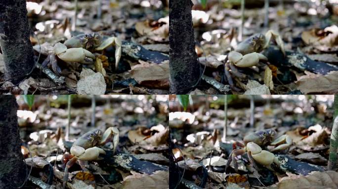毛腿山蟹散步螃蟹视频通用素材空镜
