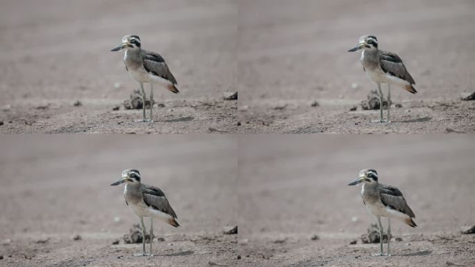 厚膝鸟：成年大厚膝或大石鹬（Esacus recuvirostris）。