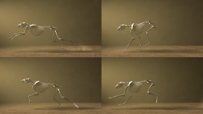 灰狗骨架跑步，解剖学正确，基于19世纪80年代Muybridge模型的跑步模式