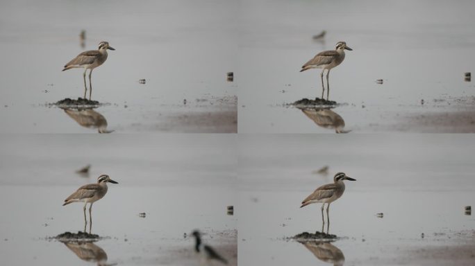 涉水鸟：成年大粗膝鹬或大石鹬（Esacus recurvirostris）