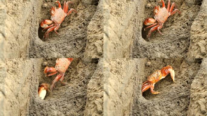 蟹螃蟹视频通用素材空镜头