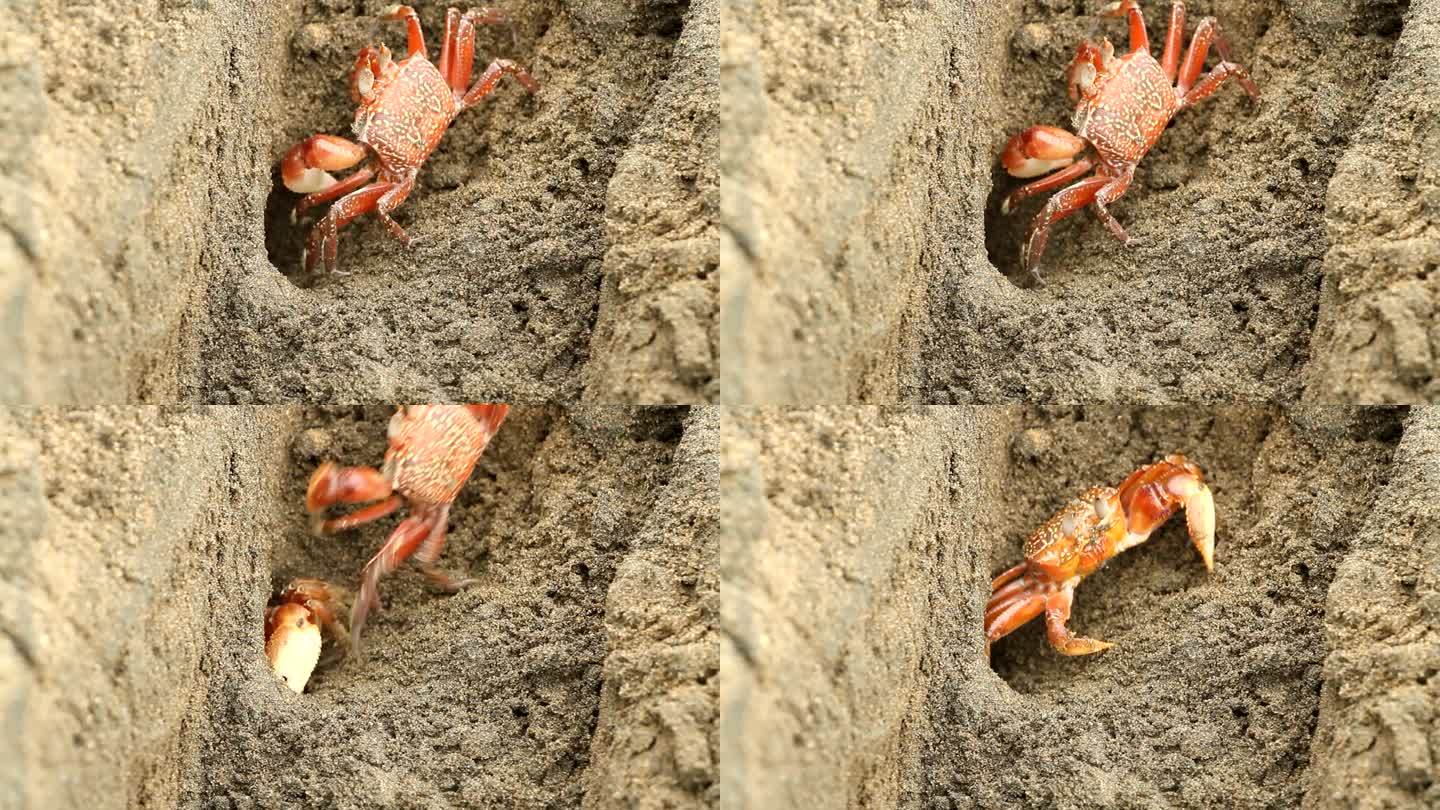 蟹螃蟹视频通用素材空镜头