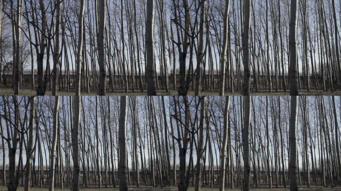 冬季白杨树林光滑的树干林立