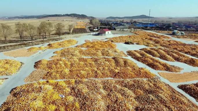 秋天铺满玉米的大地村庄