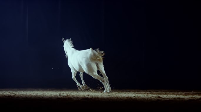 SLO MO DS晚上在竞技场上疾驰的白马