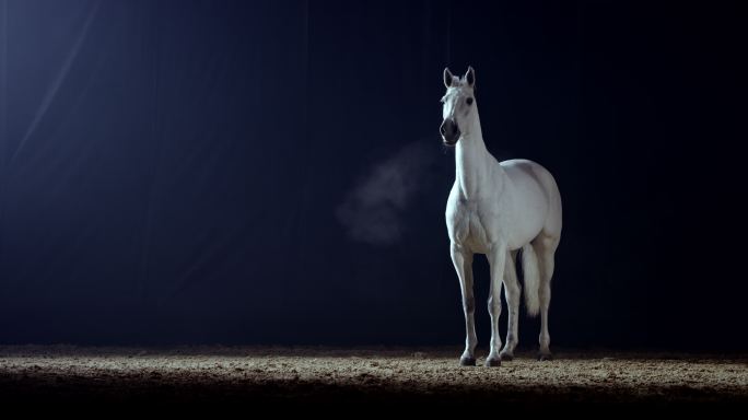 SLO MO白色的马在夜晚站在骑马厅