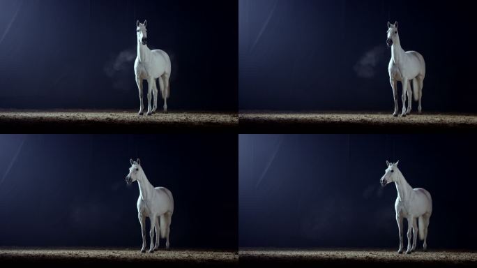 SLO MO白色的马在夜晚站在骑马厅